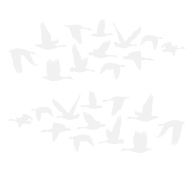 Stickers Migration d Stickers Migration d